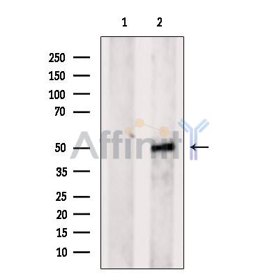 GPR33 Antibody - Western blot analysis of extracts from 293t, using GPR33 Antibody.