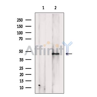 OR2T27 Antibody - Western blot analysis of extracts from 293t, using OR2T27 Antibody.