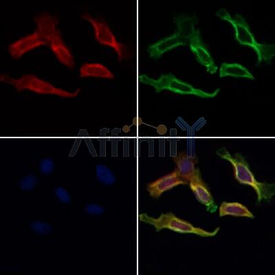 PPIF Antibody - DF3147 staining Hela cells by IF/ICC.