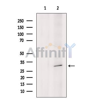 BDNF Antibody - Western blot analysis of extracts from Mouse  kidney, using BDNF Antibody.