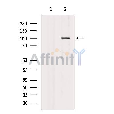 PIWL1 Antibody - Western blot analysis of extracts from Rat  brain, using MIWI Antibody.
