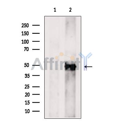 B4GALT6 Antibody - Western blot analysis of extracts from Rat  brain, using B4GALT6 Antibody.