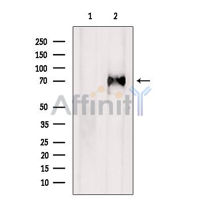SYT10 Antibody - Western blot analysis of extracts from Mouse  lung, using SYT10 Antibody.
