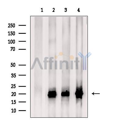 TCEAL2 Antibody - Western blot analysis of extracts from various samples, using TCEAL2 Antibody.