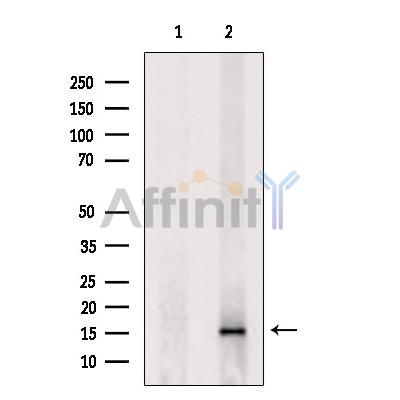 Cytochrome C Antibody - Western blot analysis of extracts from Mouse  spleen, using Cytochrome c Antibody.
