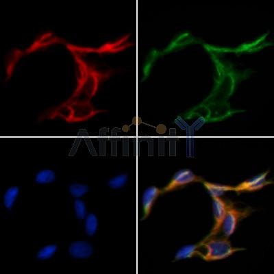 Tubulin alpha Antibody - AF7010 staining Hela cells by IF/ICC.