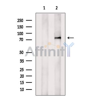 SKI Antibody - Western blot analysis of extracts from MCF7, using SKI Antibody.