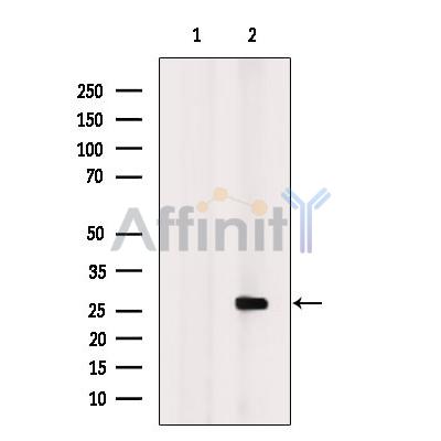 APOBEC3A Antibody - Western blot analysis of extracts from Hela cells, using APOBEC3A Antibody.
