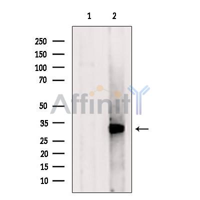 ApoOL Antibody - Western blot analysis of extracts from Mouse  brain, using ApoOL Antibody.
