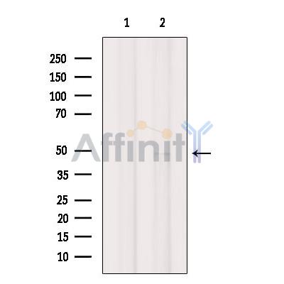 LUC7L2 Antibody - Western blot analysis of extracts from Pc12, using LUC7L2 Antibody.