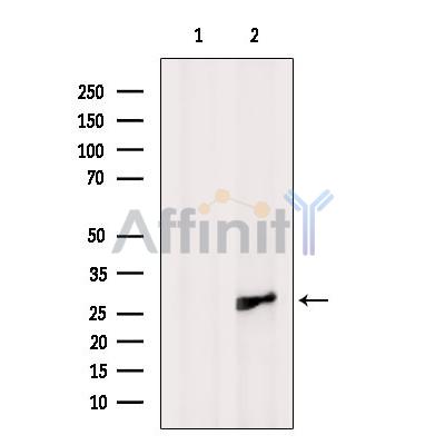 SH3BGR Antibody - Western blot analysis of extracts from Mouse  heart, using SH3BGR Antibody.