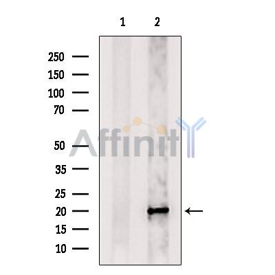 OR5AV1 Antibody - Western blot analysis of extracts from 293t, using OR5AV1 Antibody.