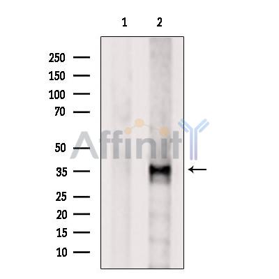 OR2B3 Antibody - Western blot analysis of extracts from 293t, using OR2B3 Antibody.