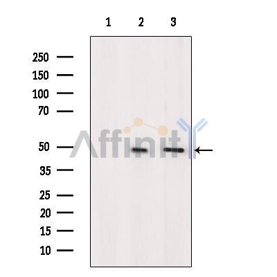 OR52H1 Antibody - Western blot analysis of extracts from various samples, using OR52H1 Antibody.