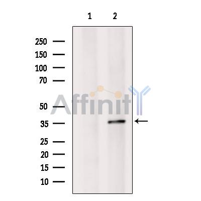 OR52K2 Antibody - Western blot analysis of extracts from RAW264.
