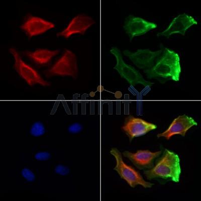CAPZA1 Antibody - DF12145 staining Hela cells by IF/ICC.