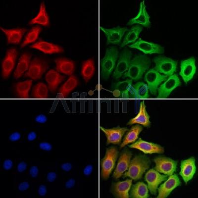 MICAL1 Antibody - DF12164 staining Hela cells by IF/ICC.
