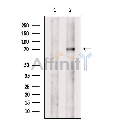 VPS33B Antibody - Western blot analysis of extracts from COS-7, using VPS33B Antibody.