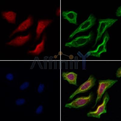 DNAJB14 Antibody - DF12198 staining Hela cells by IF/ICC.