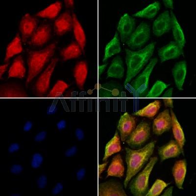 RBM4 Antibody - DF12225 staining Hela cells by IF/ICC.