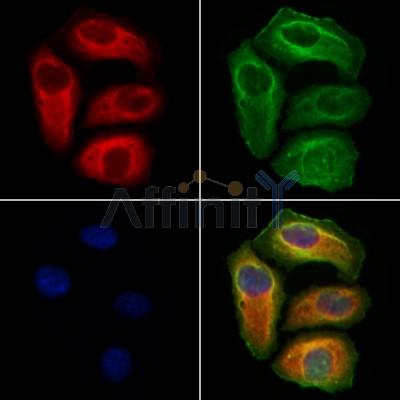 VPS16 Antibody - DF12242 staining Hela cells by IF/ICC.