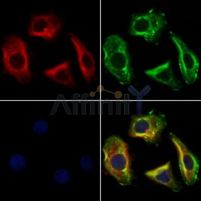 FSTL1 Antibody - DF12274 staining Hela cells by IF/ICC.