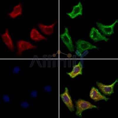 NDUFS7 Antibody - DF12301 staining Hela cells by IF/ICC.