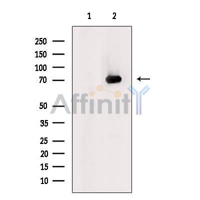 URAT1 Antibody - Western blot analysis of extracts from VERO cells, using URAT1 Antibody.