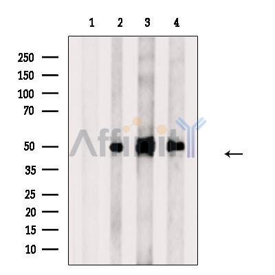Antizyme inhibitor 1 Antibody - Western blot analysis of extracts from various samples, using Antizyme inhibitor 1 Antibody.