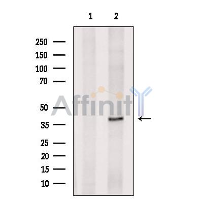 DUSP11 Antibody - Western blot analysis of extracts from Myeloma cells, using DUSP11 Antibody.