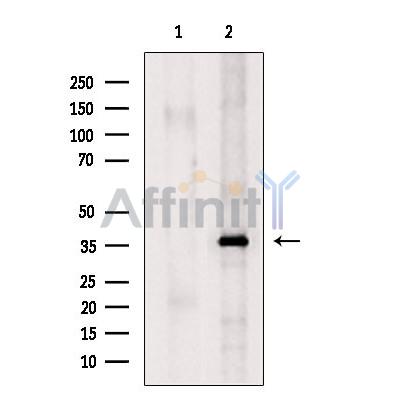 SEC13 Antibody - Western blot analysis of extracts from 3T3, using SEC13 Antibody.