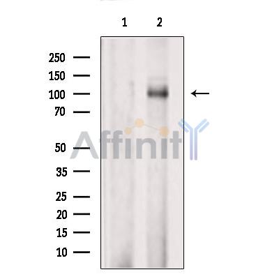 VPS41 Antibody - Western blot analysis of extracts from COS-7, using VPS41 Antibody.