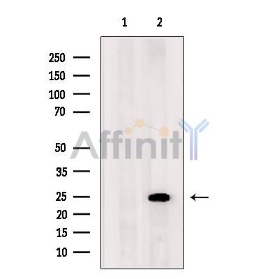 ARL5B Antibody - Western blot analysis of extracts from MCF7, using ARL5B Antibody.