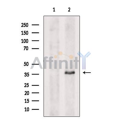 ARMC10 Antibody - Western blot analysis of extracts from Hybridoma cells, using ARMC10 Antibody.