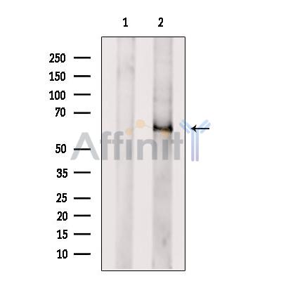 ATL3 Antibody - Western blot analysis of extracts from 3T3, using ATL3 Antibody.