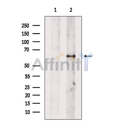 DNAJC11 Antibody - Western blot analysis of extracts from COS-7, using DNAJC11 Antibody.