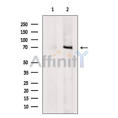 DNAJC21 Antibody - Western blot analysis of extracts from Colo205, using DNAJC21 Antibody.