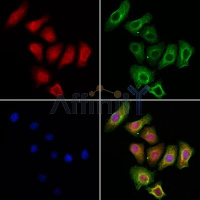 Nkx2.5 Antibody - DF2699 staining HepG2 cells by IF/ICC.