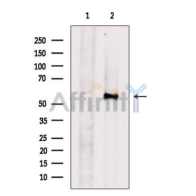 GPR162 Antibody - Western blot analysis of extracts from Mouse  testis, using GPR162 Antibody.