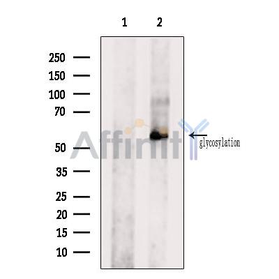 OR1J1 Antibody - Western blot analysis of extracts from Hybridoma cells, using OR1J1 Antibody.