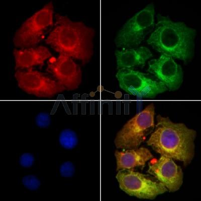 AKAP13 Antibody - DF3249 staining Hela cells by IF/ICC.