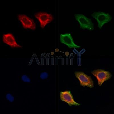 APOL2 Antibody - DF3786 staining Hela cells by IF/ICC.