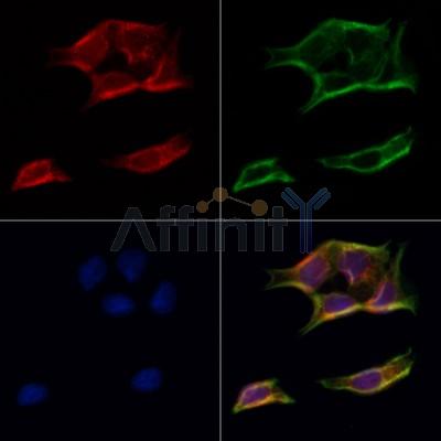 ATP5H Antibody - DF3802 staining Hela cells by IF/ICC.