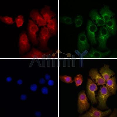ARPP21 Antibody - DF3871 staining Hela cells by IF/ICC.