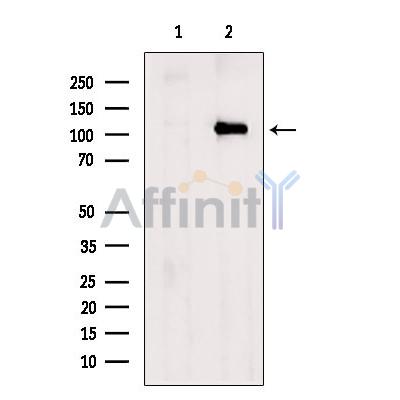 USP15 Antibody - Western blot analysis of extracts from Rat  brain, using USP15 Antibody.
