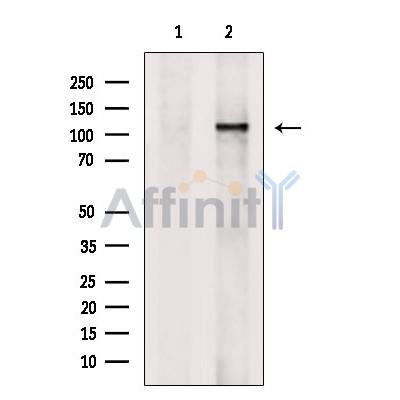 SirT1 Antibody - Western blot analysis of extracts from COS-7, using SIRT1 Antibody.