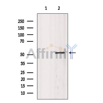 GSS Antibody - Western blot analysis of extracts from COS-7, using GSS Antibody.