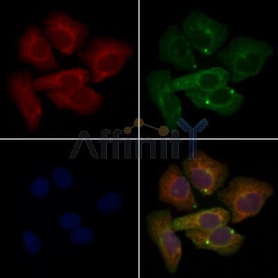 TPM3 Antibody - DF6338 staining Hela cells by IF/ICC.