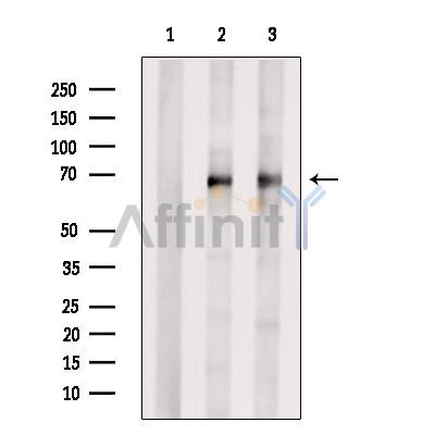 NET1 Antibody - Western blot analysis of extracts from various samples, using NET1 Antibody.