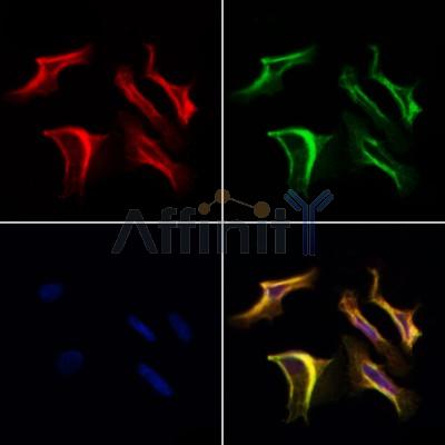 KIR2DL3 Antibody - DF6561 staining Hela cells by IF/ICC.